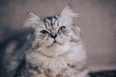 2025 Dodgers Regular Season Standings and Record Unveiled 2025 Dodgers Regular Season Standings and Record Unveiled