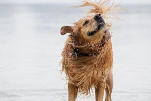 Adorable Golden Retriever Puppy’s First Swimming Lesson Amazes Everyone