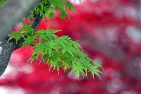 Zheng is hilarious! Pegula couldn’t stop laughing at her question Zheng is hilarious! Pegula couldn’t stop laughing at her question