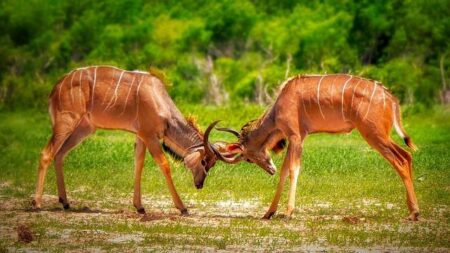 February’s Most Electrifying World Title Showdowns Revealed