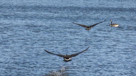 Winnipeg Man Dies After Medical Emergency Strikes During Charity Boxing Match