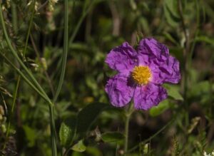 Triple Triumph: Irish Boxers Dominate with Three Stunning Wins on Strandja’s Opening Day