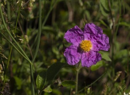 Triple Triumph: Irish Boxers Dominate with Three Stunning Wins on Strandja’s Opening Day