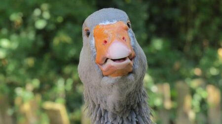 Stay Cool and Shine Bright: Women’s Short Sleeve Cycling Jersey with Moisture-Wicking Fabric and Reflective Accents