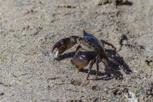 Thrilling 2026 PFL MENA Season Kicks Off in Saudi Arabia