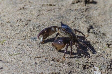 Thrilling 2026 PFL MENA Season Kicks Off in Saudi Arabia