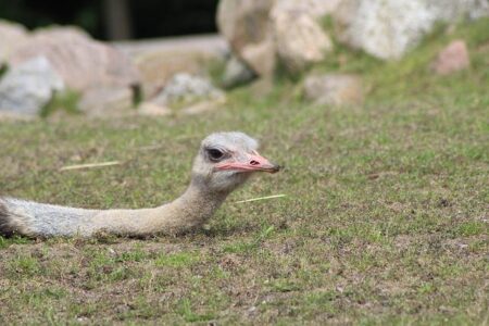 Rees-Zammit: The Burning Question on Everyone’s Mind