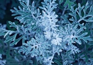 Jorja Miller’s Birthday Brace Secures New Zealand’s Spot in SVNS Perth Final