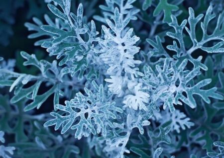 Jorja Miller’s Birthday Brace Secures New Zealand’s Spot in SVNS Perth Final