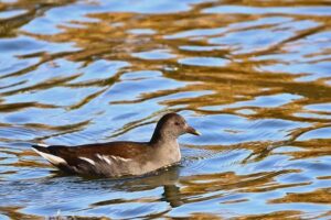 Unveiling the Untold Story Behind Ryne Sandberg and Pete Rose in Cubs History