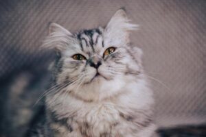 Ace Pitcher Yamamoto Powers Dodgers into NLDS Showdown