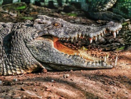 Gators Battle to Split Sunday Doubleheader Against Oklahoma and North Carolina A&T