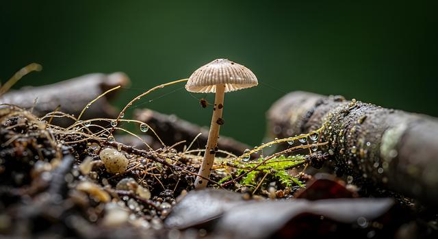 Sofiane Oumiha Triumphs Over Radoslav Rosenov in Electrifying IBA Champions Night Clash Sofiane Oumiha Triumphs Over Radoslav Rosenov in Electrifying IBA Champions Night Clash