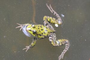 Andres Cortes and Eridson Garcia Light Up the Ring in Thrilling Zuffa Boxing Easter Sunday Tripleheader