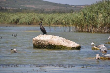 Don’t Miss Tonight’s Kubrat Pulev vs. Murat Gassiev Showdown: Start Time, Ringwalks, Undercard, Predictions & Odds