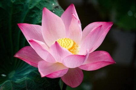 Lyla Louderbaugh Dominates as Big 12 Player of the Week