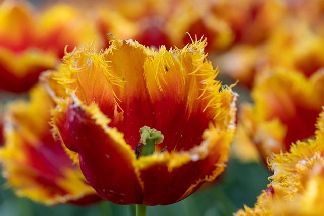 Cummins Triumphs with Medal Wins in the Thrilling Larry and Wally Edgell Showdown in Brunswick Cummins Triumphs with Medal Wins in the Thrilling Larry and Wally Edgell Showdown in Brunswick