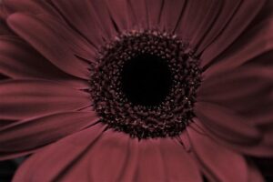 Maroon Warriors Brace for Ultimate Showdown as Australia Storms the Caribbean