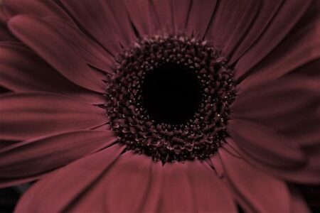 Maroon Warriors Brace for Ultimate Showdown as Australia Storms the Caribbean Maroon Warriors Brace for Ultimate Showdown as Australia Storms the Caribbean