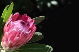 Proteas Women Suffer Heavy Defeat as NZ Clinch T20I Series 4-1