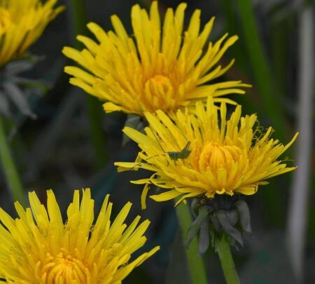 Stunning Moments from the 1st ODI Clash Between West Indies Women and Australia Women