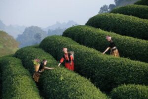 Experience Fayetteville Proudly Backs Team USA Women’s World Championship Squad