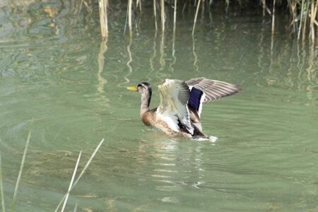 Wade’s Thrilling Comeback Sparks Newcastle’s Premier League Preparations Wade’s Thrilling Comeback Sparks Newcastle’s Premier League Preparations