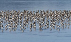 Washington Wizards vs Utah Jazz: Top Expert Predictions and Winning Odds for March 25, 2026