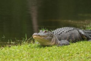 Enormous Alligator Spotted on Sienna Golf Course Among Several Giant Gators Roaming the Town