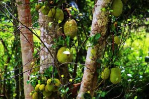 Brazilian Pace Sensation Laura Cardoso Stuns with Historic Nine-Wicket Haul in T20Is