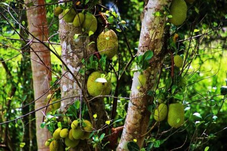 Brazilian Pace Sensation Laura Cardoso Stuns with Historic Nine-Wicket Haul in T20Is Brazilian Pace Sensation Laura Cardoso Stuns with Historic Nine-Wicket Haul in T20Is