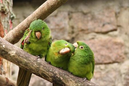 Bernardo Silva Poised for Stunning Transfer as PSG Launch ‘Historic’ Pursuit