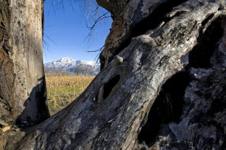 Golf club’s dismay after vandal cuts down century-old tree – Bring Me The News Golf club’s dismay after vandal cuts down century-old tree – Bring Me The News