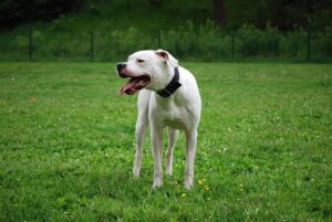 Epic Showdown in Rosario: Dogos and Capibaras Face Off in a Slobberknocker Battle!