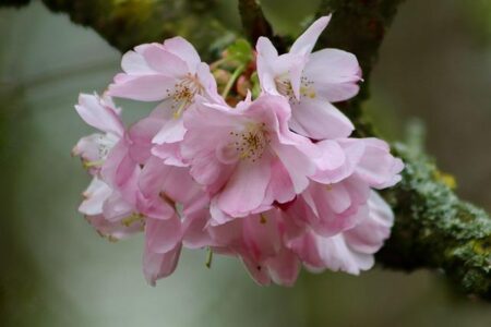 Wizards’ Cherry Blossom Uniform Returns in a Stunning Comeback for the 2026-27 Season Wizards’ Cherry Blossom Uniform Returns in a Stunning Comeback for the 2026-27 Season