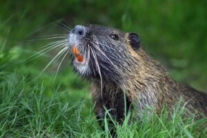 Beavers Take Command with Stunning Lead After First 36 Holes at NCAA National Championships