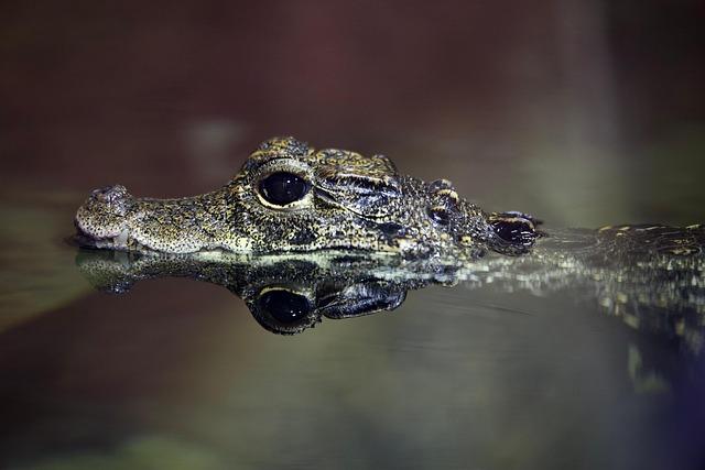 Terrifying Encounter: Woman Bitten by Alligator While Swimming in Florida River Terrifying Encounter: Woman Bitten by Alligator While Swimming in Florida River