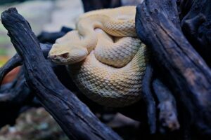 Man Feels a Tickle While Swimming at California Beach. Then He Looks Down and Sees a Rattlesnake – People.com