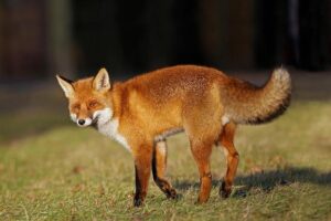Sneaky Fox Caught Red-Handed Stealing Golf Balls at Chaska Town Course