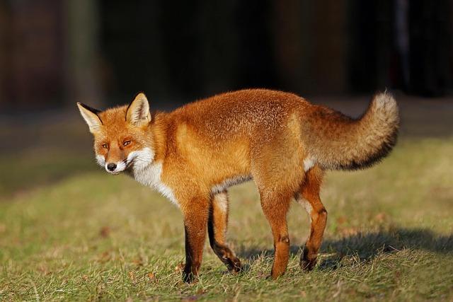Sneaky Fox Caught Red-Handed Stealing Golf Balls at Chaska Town Course Sneaky Fox Caught Red-Handed Stealing Golf Balls at Chaska Town Course
