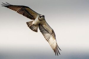 Ospreys Strongly Oppose WRU’s Controversial Team Cut Plan