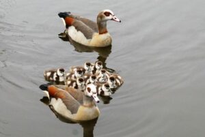 How Jones Draws Inspiration from Geese to Transform Japan