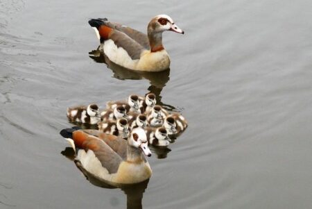How Jones Draws Inspiration from Geese to Transform Japan