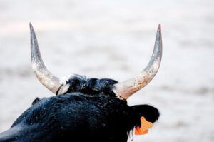 Racing Bulls Ready to Shatter Records in F1 Constructors’ Championship-No Team Orders Needed!