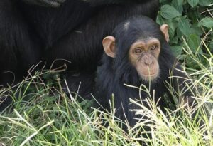 MMA Fighter Unveils Shocking 0K Chimpanzee Fight Offer Amid Experts’ Warnings of ‘Catastrophic’ Injuries