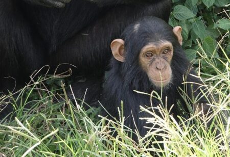 MMA Fighter Unveils Shocking 0K Chimpanzee Fight Offer Amid Experts’ Warnings of ‘Catastrophic’ Injuries