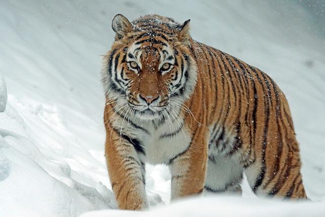 Tigers looking to evolve – Leicester boss Parling Tigers looking to evolve – Leicester boss Parling