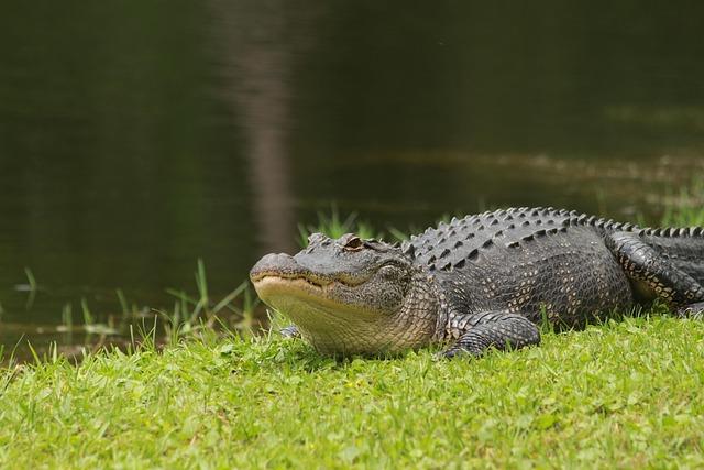 Gators Look Ahead to Conference Opening Dual Against Kentucky – Florida Gators Gators Look Ahead to Conference Opening Dual Against Kentucky – Florida Gators