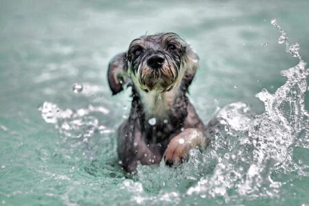 Plans approved for dog swimming pool in Barton-Upon-Humber – BBC